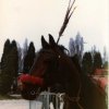 fiera_1982002_[Fiera]