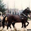 fiera_1982004_[Fiera]