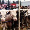 fiera_1982014_[Fiera]