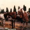fiera_1984004_[Fiera]