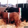 fiera_1984009_[Fiera]