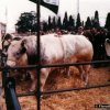 fiera_1984011_[Fiera]