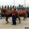 fiera_1985019_[Fiera]