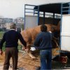 fiera_1989006_[Fiera]