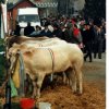 fiera_1989017_[Fiera]