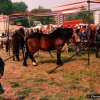 fiera_1990012_[Fiera]