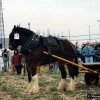 fier1995014_[Fiera]
