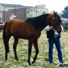 fier1995024_[Fiera]