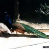 fier1997027_[Fiera]